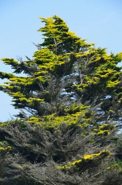 Arbol quemado por el viento en la costa del oc&eacute;ano Atl&aacute;ntico cerca de Kerasco&euml;t, Breta&ntilde;a, Francia
