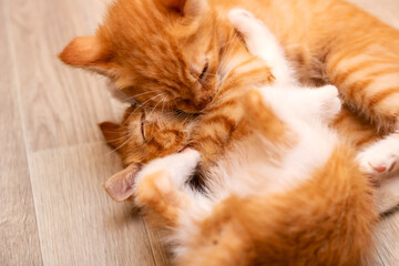 There are two adorable kittens joyfully playing with each other on the floor