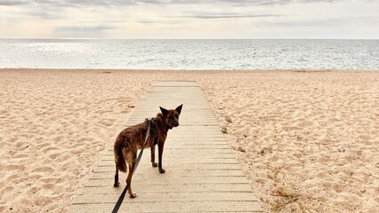 Lone Dog on Leash Walking Down Wooden Trail to the Beach – Peaceful Nature Scene.