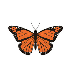 Fototapeta premium Vibrant monarch butterfly with intricate wing patterns and detailed antennae isolated on white background