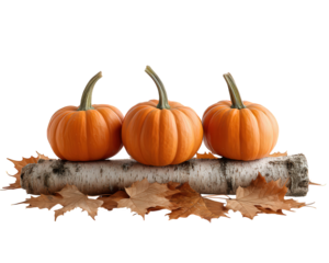 Festive autumn decoration of three orange mini pumpkin on birch log with dry fall leaf. This seasonal still life composition evokes warm, cozy feeling for Thanksgiving