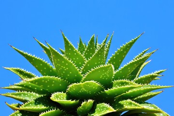 Close-up of aloe vera plant against vibrant blue sky