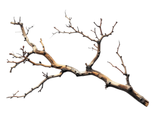 Weathered, bare tree branch against a stark, solid black background