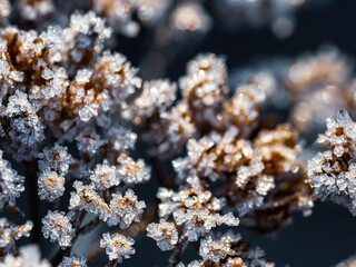 Fototapeta premium Beautiful crystals of rime ice on plants during frosts. Macro shot of hoarfrost on inflorescences. Natural background with hoarfrost on the grass. Cold weather. Winter nature. Close-up.
