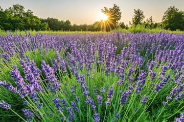 Lush lavender field at sunrise. Sunlight beams through trees