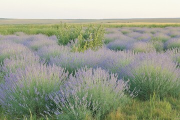 Lavender field stretches to a pale horizon