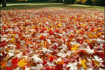 Autumn leaves carpet a grassy field