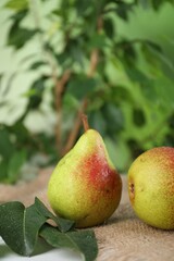 Fresh ripe pears on table and green leaves outdoors, closeup