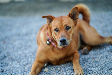 A brown, ancient Thai dog is sitting and lying on the gravel ground.