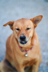 A brown, ancient Thai dog is sitting and lying on the gravel ground.