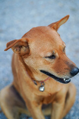 A brown, ancient Thai dog is sitting and lying on the gravel ground.