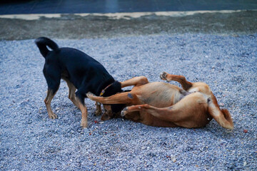 An ancient Thai dog, brown and black in color, is playing on the stone ground.