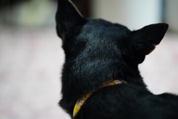 The ears are clearly visible on the back of the black Thai dog.