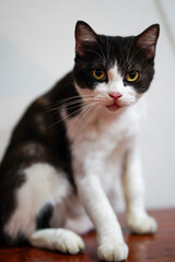 A black and white Thai cat is staring.