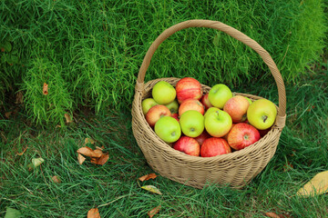 Fresh ripe apples in wicker basket and fallen leaves on green grass outdoors, space for text
