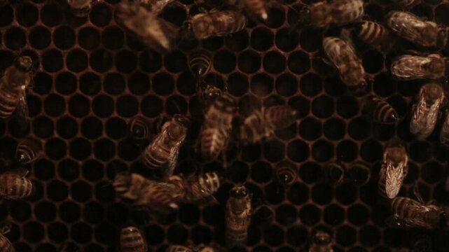 Many bees bring honey to a bee frame with honeycombs, background, macro