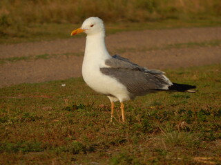 seagull on the grass