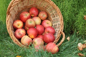 Fresh ripe apples in wicker basket and fallen leaves on green grass outdoors, closeup