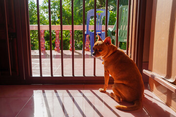 A male Chihuahua with brown fur sat behind iron bars, with sunlight filtering through them.