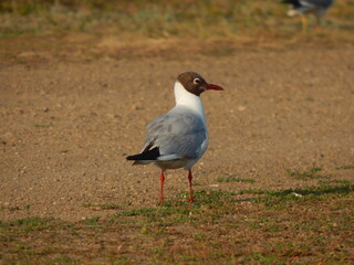 black headed gull