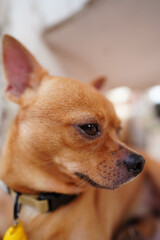 A cool brown Chihuahua. The Chihuahua is cute.