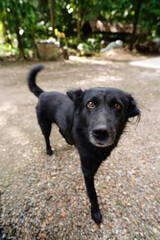 A completely black Thai dog is staring.