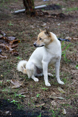 A Thai dog is sitting on the grass.