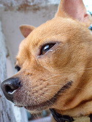 A cool brown Chihuahua. The Chihuahua is cute.