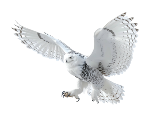 A majestic white owl in flight, wings spread wide, poised for a swift descent