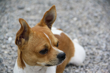 A cute white and brown Chihuahua. A close-up image of a Chihuahua on a pebble stone base.