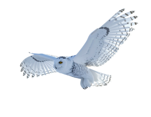 Majestic white owl in flight, wings spread wide against a stark black background