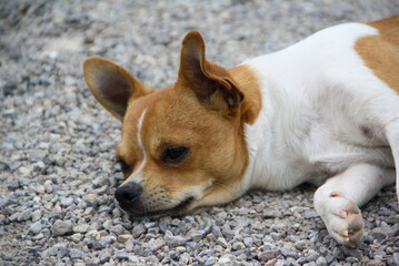 A cute white and brown Chihuahua. A close-up image of a Chihuahua on a pebble stone base.