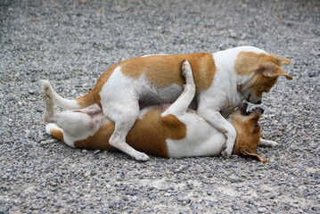 A cute white and brown Chihuahua. A close-up image of a Chihuahua on a pebble stone base.