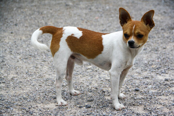 A cute white and brown Chihuahua. A close-up image of a Chihuahua on a pebble stone base.