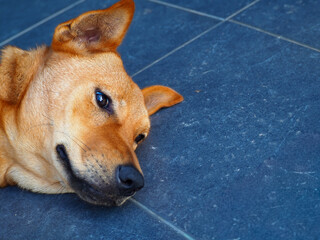 A close-up image of a brown dog's head.