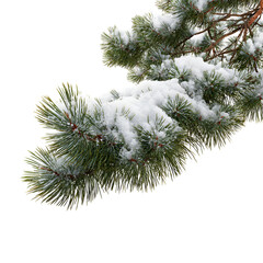 christmas tree branch with snow
