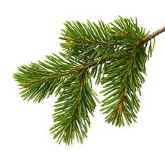 christmas tree branch