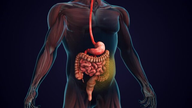 Stomach Tissues Responding to Increased Insulin Sensitivity