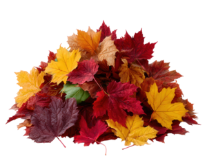 Cozy seasonal pile of colorful autumn leaves clipart against an isolated background. beautiful foliage decoration for fall season with vibrant red and yellow leaf