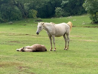 White horse standing near resting brown foal meadow