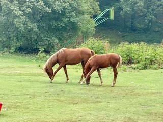 Two brown horses grazing green summer countryside meadow