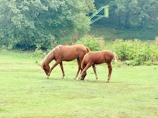 Pair of horses grazing together rural green field