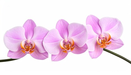 Obraz premium Three delicate pink orchids in a horizontal row against a white background
