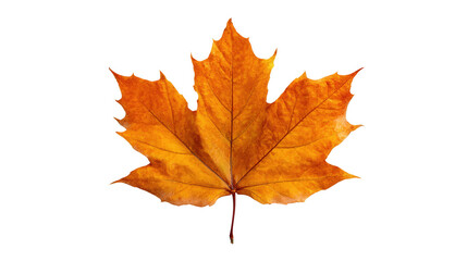 Amber-colored maple leaf background isolated on a Transparent background, PNG file.