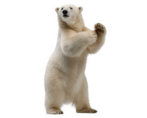 Playful polar bear character standing up in funny dance pose. This majestic white bear looks curious, isolated on transparent background for easy use as clipart