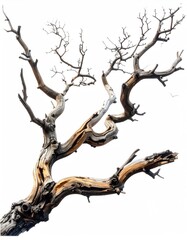 Skeletal tree branches, gnarled and aged