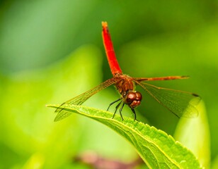 Close-up of vibrant red dragonfly on green leaf