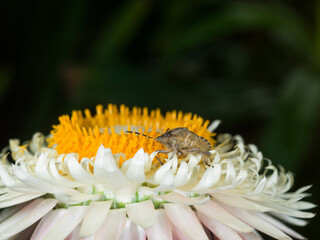 A sloe bug (Dolycoris baccarum) on Helichrysum flower.  Close up