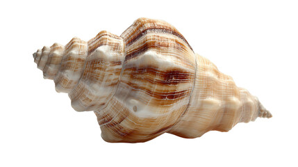 Cerith shell background isolated on a Transparent background, PNG file.