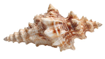 Cerith shell background isolated on a Transparent background, PNG file.